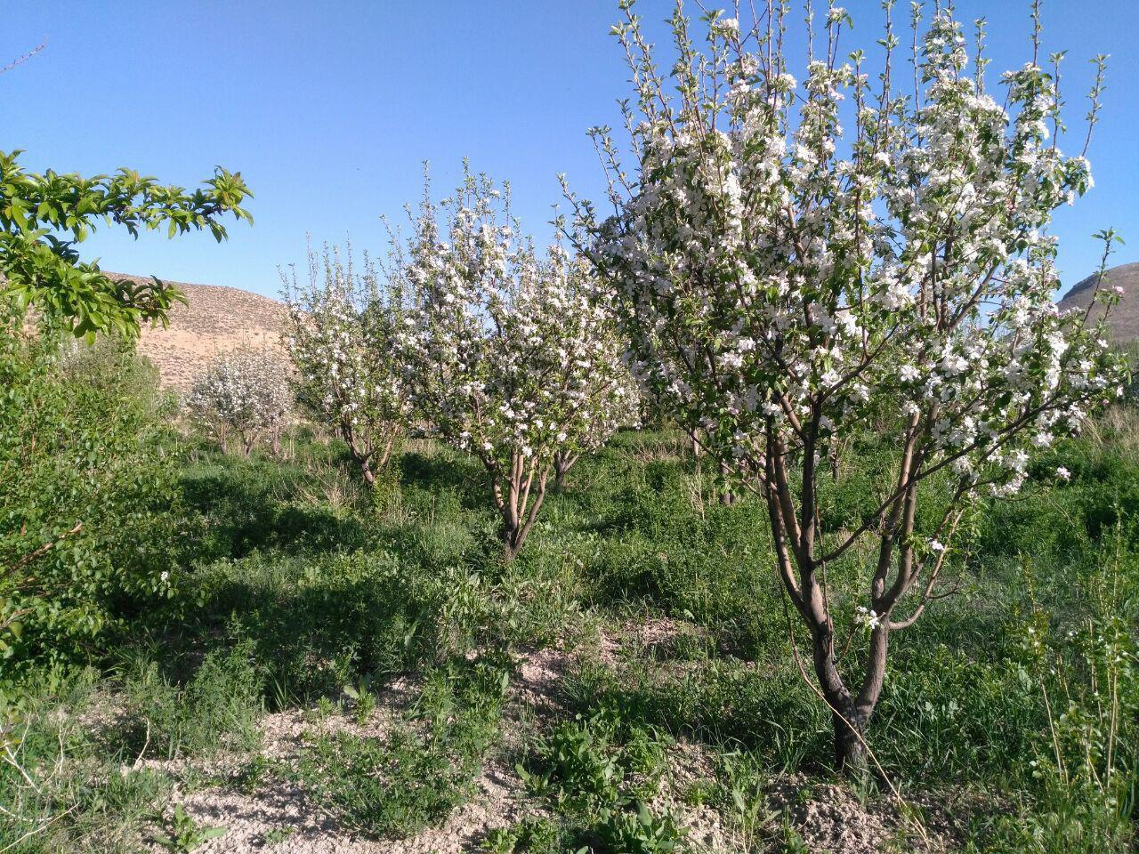 باغ فیروزکوه